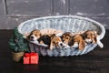 Six beagle puppies sleeping in the basket Royalty Free Stock Photo