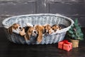 Six beagle puppies sleeping in the basket Royalty Free Stock Photo