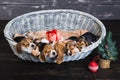 Six beagle puppies sleeping in the basket Royalty Free Stock Photo