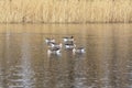 Six beautiful geese swim across the pond. In the background is the shore of a pond on which tall grass grows Royalty Free Stock Photo