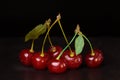 Six berries of a ripe red cherry are connected by a petiole in pairs. Royalty Free Stock Photo