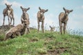 Six Big Horn Lambs In a Group Royalty Free Stock Photo
