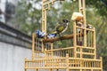 A six-bird bird kept by humans in an open bird cage