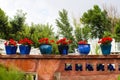 Blue pots full of red geraniums sitting on artistic rustic rock wall with trees behind