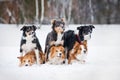 Six border coolie dogs portrait in winter Royalty Free Stock Photo