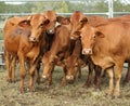 Six brown cows pose for camera