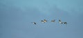 Six Canada Geese Branta canadensis flying Royalty Free Stock Photo