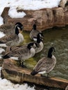 Six Canadian geese by small pond at zoo