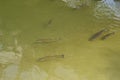 Six carps swimming in the muddy water