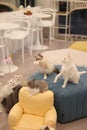 Toy play of 6 cats living in the Korean cat cafe 'myohae'