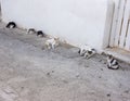 Six cats relaxing in a street in Mykonos