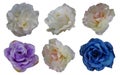 dicut six colorful rose flowers on white background, nature, valentine, decor, love, object, fashion