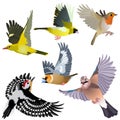 Six common European birds flying