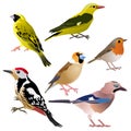 Six common European birds sitting