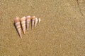 Six conches Royalty Free Stock Photo
