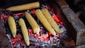 Six corn on the cob grilled in the traditional way. Grilled corn