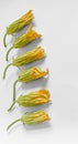 six courgette flowers vertically on a white background Royalty Free Stock Photo