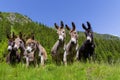 Six curious funny donkeys in Carpathian mountains