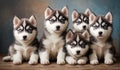 Six Husky dog puppies portrait