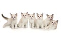 Six cute white ragdoll kitten with blue eyes on a white background. Royalty Free Stock Photo