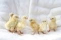 Six cute yellow chicklets posing standing on a cotton surface Royalty Free Stock Photo