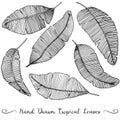 Six different hand drawn vector banana leaves, on white tropical drawing