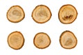 Six different oak tree cross sections, isolated. Wooden textures. Tree trunk close-up.