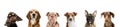 Group of different purebred dogs sitting isolated over white studio background. Collage Royalty Free Stock Photo