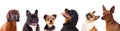 Six differents dogs Royalty Free Stock Photo