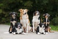 Happy family dog border collie Royalty Free Stock Photo