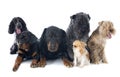 Six dogs Royalty Free Stock Photo