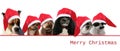 Dogs with red santa claus hats Royalty Free Stock Photo