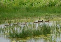 Six Ducks Swimming 1