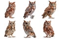 Six Eastern Screech Owls in Various Poses Royalty Free Stock Photo
