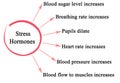 Effects of Stress Hormones