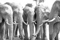 Six elephant heads in a straight line with trunks down