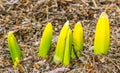 Six emerging new growth garden Daffodils Royalty Free Stock Photo
