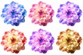 Six excellent flowers of Dahlia in different color shades Royalty Free Stock Photo