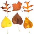 Six fall leaves Royalty Free Stock Photo