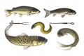 Vintage fish illustration set Royalty Free Stock Photo