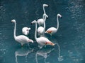 Six flamingos Phoenicopterus in Flamingo Pond in KL Bird Park. Kuala Lumpur, Malaysia