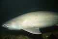 Six Gill Shark Royalty Free Stock Photo