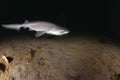 Six Gill Shark Pup Royalty Free Stock Photo