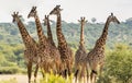 Six giraffes