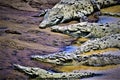 Six go to crocodile camouflage club, in Costa Rica. Royalty Free Stock Photo