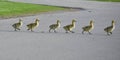 Six Goslings Walking Across Road Royalty Free Stock Photo