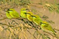 Six Green Bee Eater birds sitting on branch