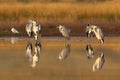 Six grey herons and one black-headed gull in soft morning light