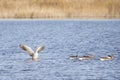 Six greylag goose in the water