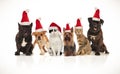 Six happy cats and dogs wearing santa hats Royalty Free Stock Photo